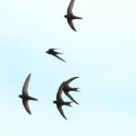 Concert in aid of SALISBURY AND WILTON SWIFTS