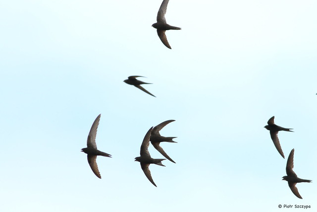 Concert in aid of SALISBURY AND WILTON SWIFTS